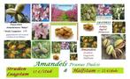 AMANDELBOMEN "ROBIJN", Laagstam 17€ , Halfstam 22€/Stuk, Tuin en Terras, Planten | Tuinplanten, Ophalen, Volle zon, Vaste plant