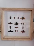 Taxidermy, Verzamelen, Ophalen of Verzenden, Nieuw, Insect, Opgezet dier