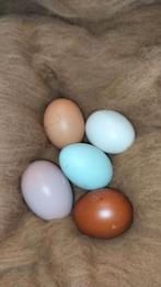 Broed eieren Easter egger en olive eggers, Dieren en Toebehoren, Ophalen