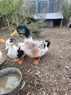 2 mannetjes peking en kruising, Dieren en Toebehoren, Pluimvee, Mannelijk, Eend