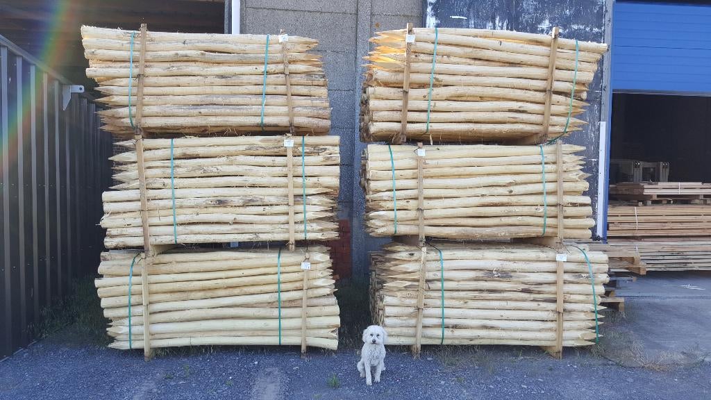 Poteaux Acacia/Robinia de 2 m en stock - Qualité A, Jardin & Terrasse, Poteaux, Poutres & Planches, Neuf, Poteaux, 180 à 250 cm