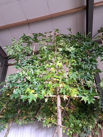 Liquidambar leibomen , dakbomen , hoogstambomen beschikbaar voor biedingen