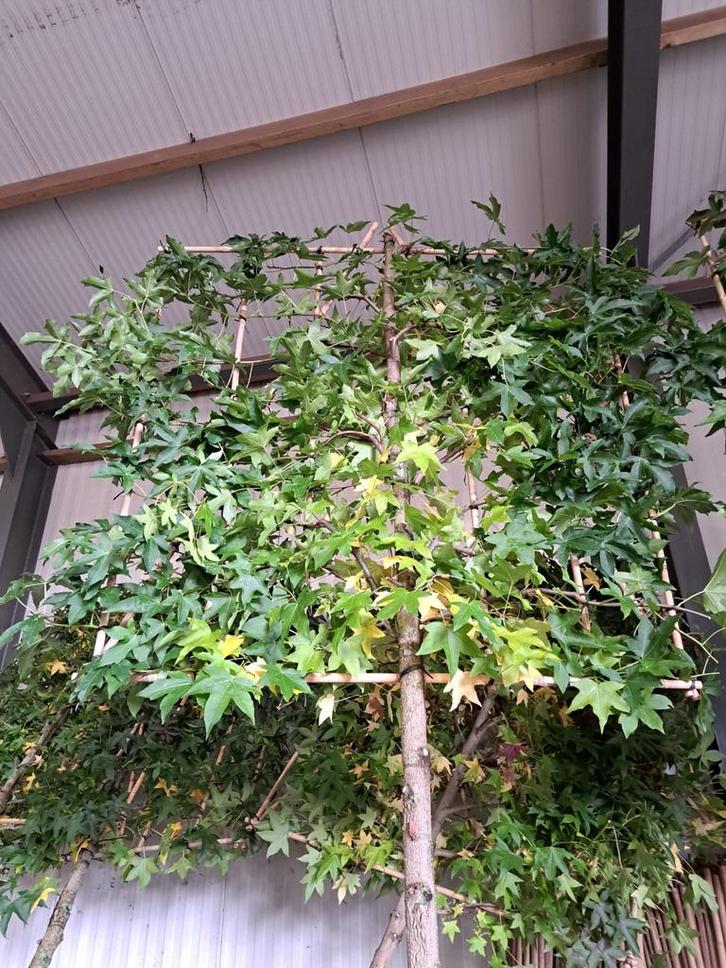 Liquidambar leibomen , dakbomen , hoogstambomen, Tuin en Terras, Planten | Bomen, Ophalen of Verzenden