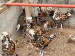 Padua tollbunt trio beschikbaar, Dieren en Toebehoren, Meerdere dieren, Kip