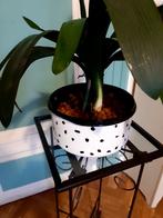 Jolie plante en farfaite santé avec support en fer forgé, Enlèvement, Comme neuf