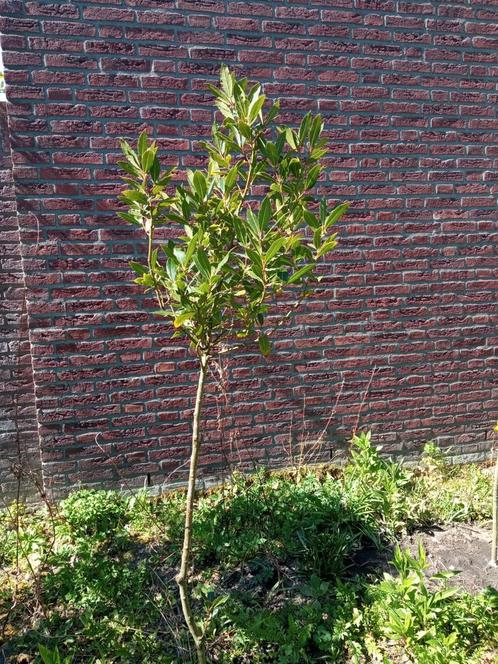 Laurier Laurus nobilis keukenkruidenvariant bol struik boomv, Tuin en Terras, Planten | Bomen, Ophalen of Verzenden
