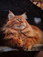 Kussensloop maine coon, Ophalen of Verzenden