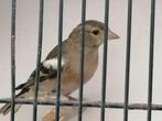 Botvinken, Meerdere dieren, Wildzangvogel, Geringd