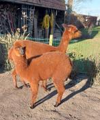 Alpacamerrieveulen te koop, Juillet, Femelle