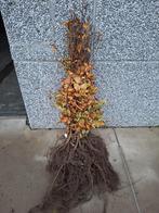 Beuk fagus sylvatica!, Ophalen, Taxus