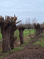 Brandhout wilg, Ophalen, Takken