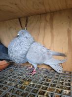 Pigeons Gaditano, Boulant, Plusieurs animaux