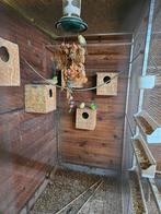 Perruches à dos rouge