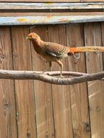 Goudfazant haan, Dieren en Toebehoren, Pluimvee