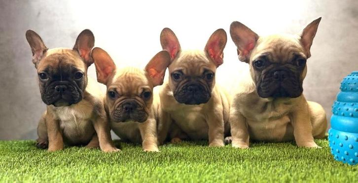 Franse bulldog pups bij ons thuis geboren, Dieren en Toebehoren, Honden | Bulldogs, Pinschers en Molossers, Meerdere dieren, Bulldog