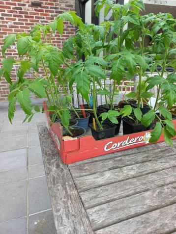 Tomatenplanten, Enlèvement, Été, Annuelle, Plantes potagères