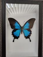 Vlinder taxidermie, Verzamelen, Dierenverzamelingen, Ophalen, Nieuw, Insect, Opgezet dier