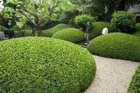 Buxus voor zelf wolken groep te maken met juiste advies 