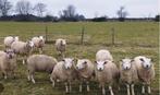 Texelse schapen te koop, Dieren en Toebehoren, Schapen, Geiten en Varkens, Schaap