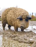 Mini-varken zeug, Dieren en Toebehoren, Vrouwelijk