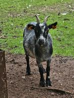 6 dwerggeitjes te koop, Dieren en Toebehoren, Schapen, Geiten en Varkens