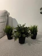 3 nep plantjes, Enlèvement