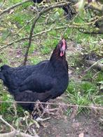 Poules marans, Dieren en Toebehoren, Ophalen, Nieuw