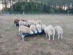 Swifter ramlammeren, Dieren en Toebehoren, Schapen, Geiten en Varkens