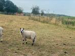 Kerry Hill rammen, Dieren en Toebehoren, Schapen, Geiten en Varkens, Mannelijk, Schaap, 0 tot 2 jaar