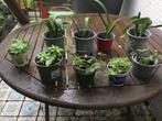 Sterke plantjes maar 1€ per stukje krijgen bloemen, Huis en Inrichting, Kamerplanten, Ophalen