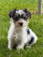 Biewer pups, Dieren en Toebehoren, Honden | Chihuahua's en Gezelschapshonden, België, Overige rassen, CDV (hondenziekte), 8 tot 15 weken