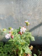 Verschillende tuinplanten, Volle zon, Vaste plant, Siergrassen, Ophalen of Verzenden