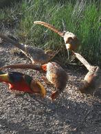 3 jonge goudfazanten 2025, Dieren en Toebehoren, Overige soorten