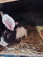 Duitse reus voedster, Dieren en Toebehoren, Vrouwelijk, Groot, 0 tot 2 jaar