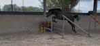 Super chique 2,5 jarige ruin, Dieren en Toebehoren, Paarden, Ruin