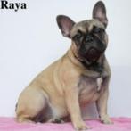 "Raya & Rango" Franse Bulldog pups te koop, CDV (hondenziekte), Meerdere, Meerdere dieren, Buitenland