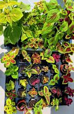 Coleus, siernetel : uitgebreid aanbod, Huis en Inrichting, Kamerplanten, Ophalen