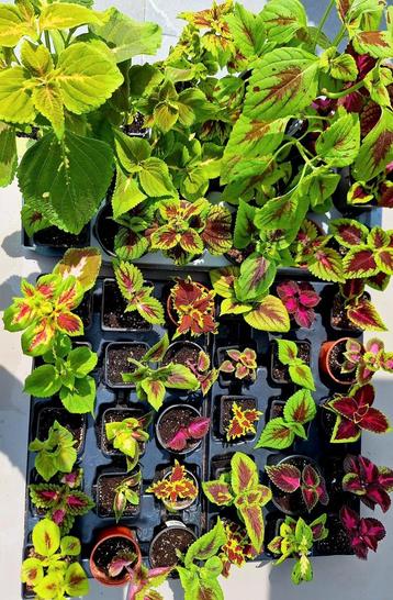 Coleus, siernetel : uitgebreid aanbod beschikbaar voor biedingen