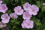 Geranium sanguineum 'Striatum', 'Album' en andere, Ophalen, Bodembedekkers, Volle zon, Vaste plant
