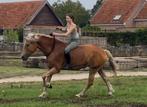 Haflinger ruin met gouden karakter – 5 jaar, 1m55, Dieren en Toebehoren, Springpaard, Minder dan 160 cm, Gechipt, Ruin