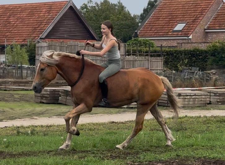 Haflinger ruin met gouden karakter – 5 jaar, 1m55, Dieren en Toebehoren, Paarden, Ruin, L, Minder dan 160 cm, 3 tot 6 jaar, Springpaard