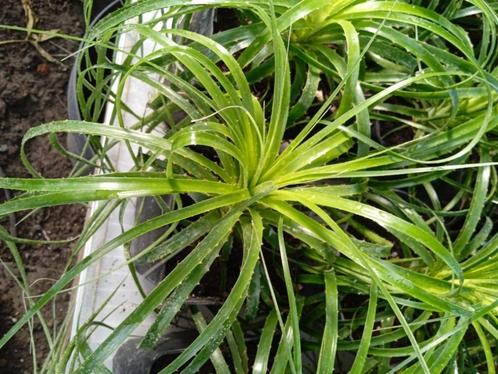 puya, Jardin & Terrasse, Plantes | Jardin, Plein soleil, Hiver, Enlèvement ou Envoi