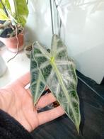 Alocasia bambino knolletjes, Huis en Inrichting, Kamerplanten, Ophalen of Verzenden