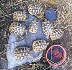 Griekse landschilpadjes, Dieren en Toebehoren, Reptielen en Amfibieën, Schildpad, 3 tot 6 jaar