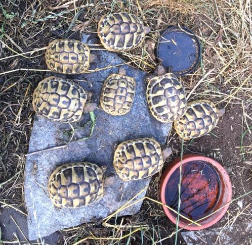 Griekse landschilpadjes, Dieren en Toebehoren, Reptielen en Amfibieën, Schildpad, 3 tot 6 jaar