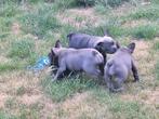 Franse bulldog puppy's, Animaux & Accessoires, Chiens | Bouledogues, Pinschers & Molossoïdes, Belgique, Bouledogue, Plusieurs
