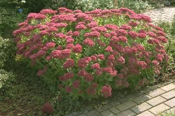 Sedum  beschikbaar voor biedingen
