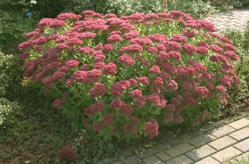 Sedum, Tuin en Terras, Planten | Tuinplanten, Volle zon, Ophalen