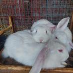 franse hangoren, Dieren en Toebehoren, Meerdere dieren, Groot, Hangoor, 0 tot 2 jaar