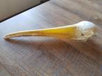 Afrikaanse Nimmerzat Schedelmodel, Ophalen of Verzenden, Zo goed als nieuw, Vogel, Gewei of Kop
